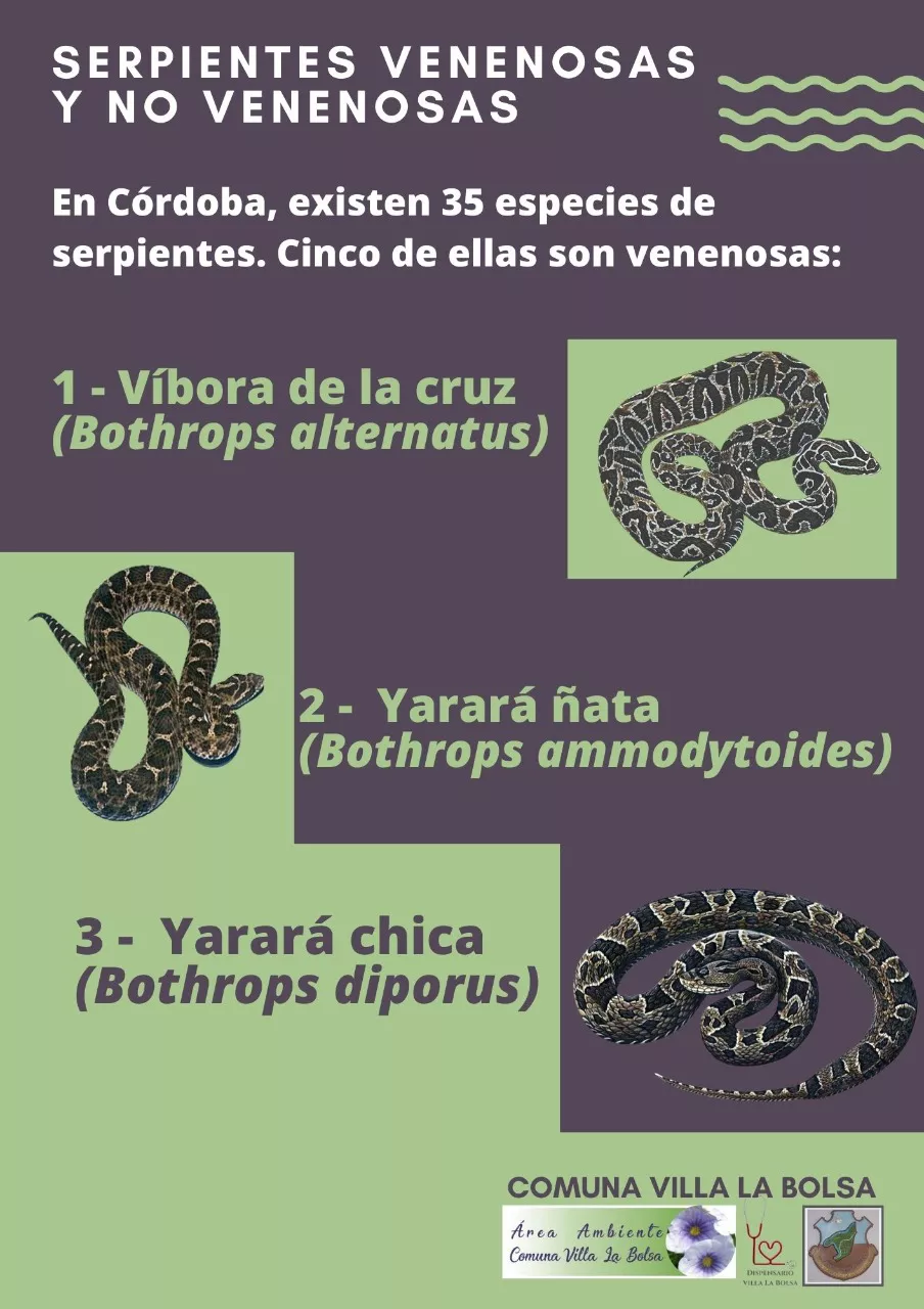 1 flyer serpiente venenosa