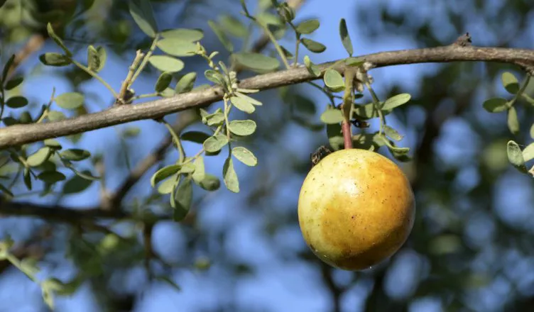 Chañar-fruto-752x440-1