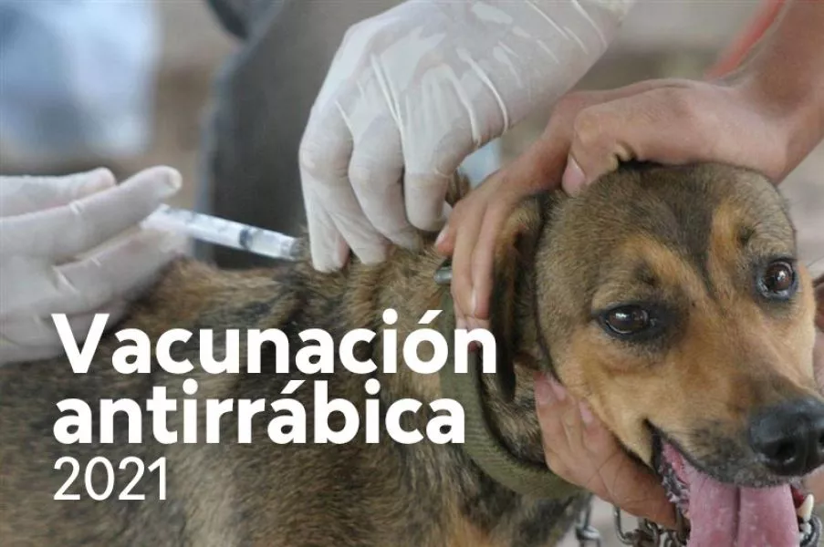 76793-estan-a-disposicion-de-los-municipios-las-dosis-para-la-vacunacion-antirrabica