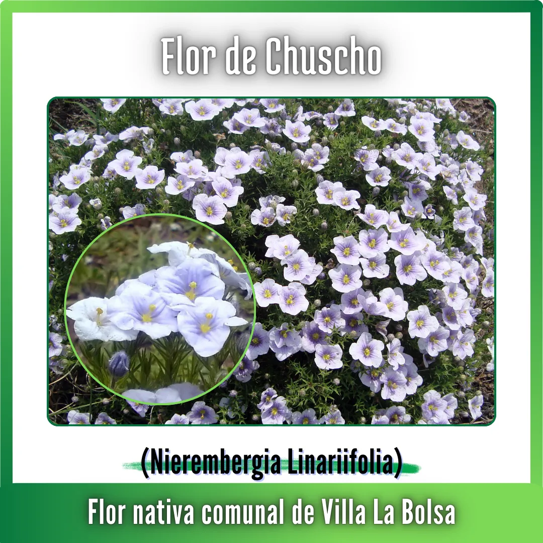 CVLB - WEB - Ambiente - 08-01-2026 - B